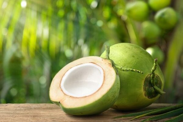 kelapa 1 kelapa 1