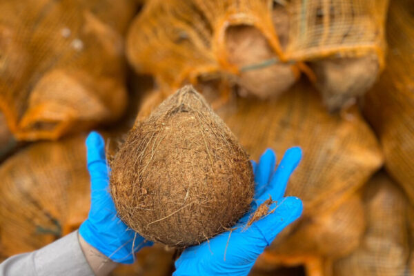 kelapa 2 kelapa 2